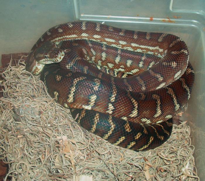 Male Bredils python-Gerego